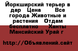 Йоркширский терьер в дар › Цена ­ 1 - Все города Животные и растения » Отдам бесплатно   . Ханты-Мансийский,Урай г.